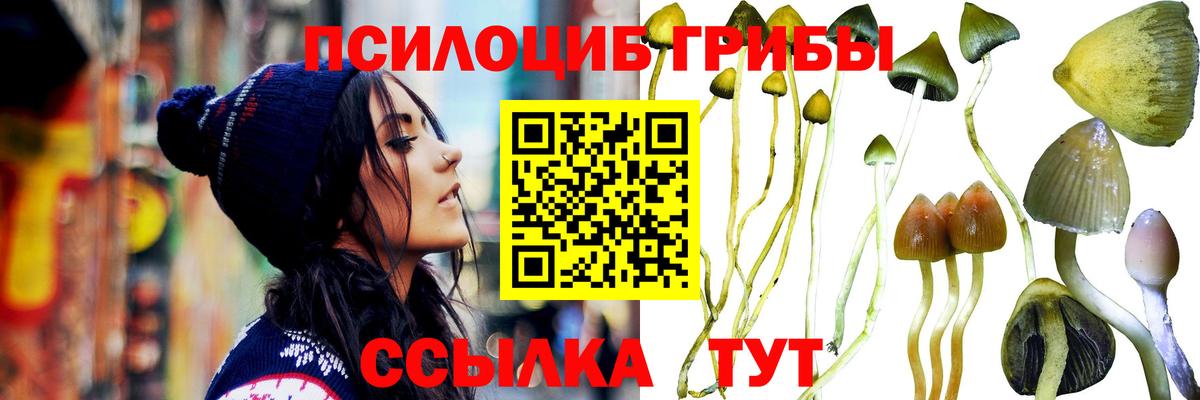 Псилоцибиновые грибы Psilocybine cubensis Лесосибирск
